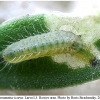polyommatus icarus larva3